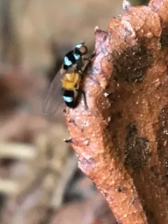 Callomyia venusta thumbnail 2