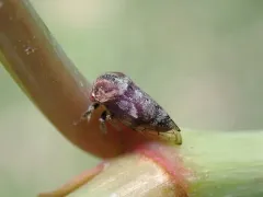 Ophiderma definita thumbnail 2