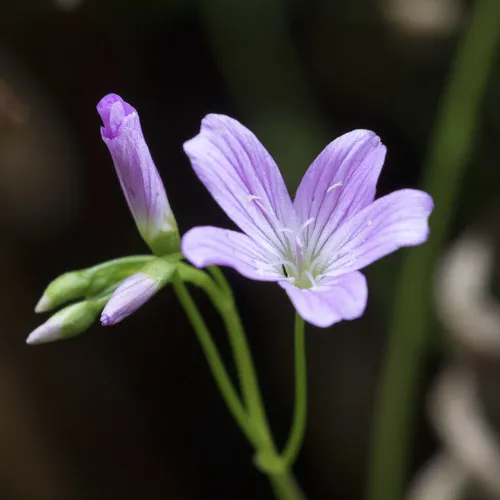 Small-leaved Blinks