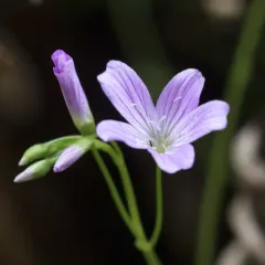 Small-leaved Blinks thumbnail 1