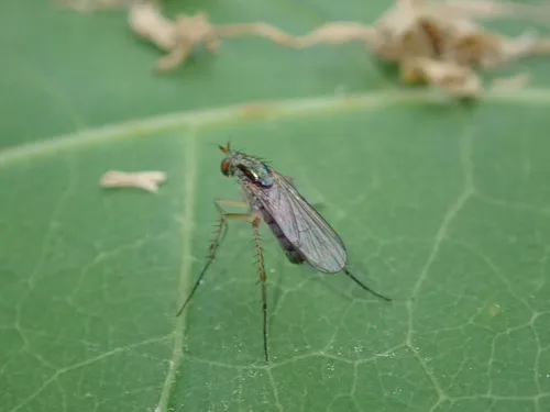 Dolichopus sarotes