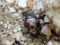 Variegated Darkling Beetle thumbnail 4
