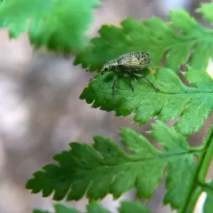 Deer Broad-nosed Weevil thumbnail 3