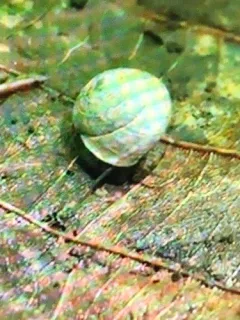 Cherrystone Drop thumbnail 4