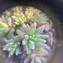 Spanish Stonecrop thumbnail 2