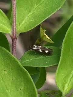 Banded Scythris Moth thumbnail 4