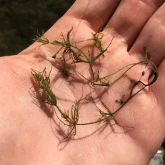 common stonewort thumbnail 2