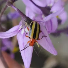 Three-lined Potato Beetle thumbnail 3