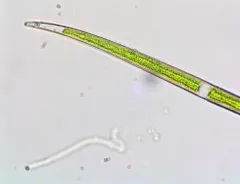 Closterium gracile thumbnail 3