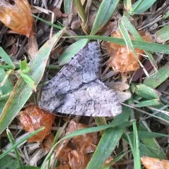 Bordered Apamea Moth thumbnail 4