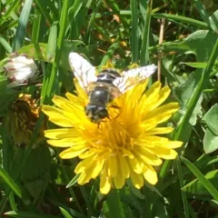 Yellow-shouldered Drone Fly thumbnail 3