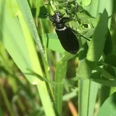 Black Blister Beetle thumbnail 4