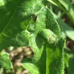 Thistle Tortoise Beetle thumbnail 2
