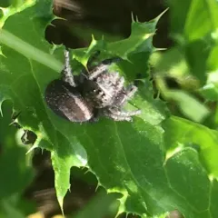 Phidippus cryptus thumbnail 2