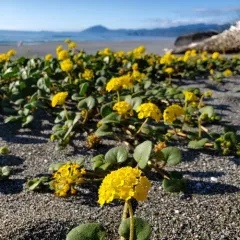 Yellow Sand Verbena thumbnail 4