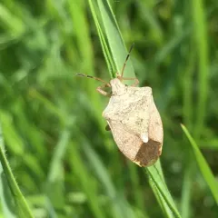 Brown Stink Bug thumbnail 3