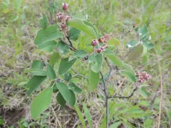 Low Serviceberry thumbnail 2