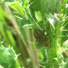 Canada Thistle Bud Weevil thumbnail 2
