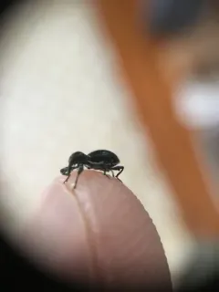 Myrmex myrmex thumbnail 4