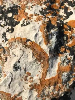 Desert Firedot Lichen thumbnail 2