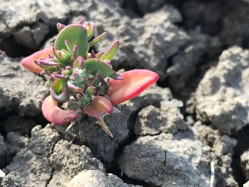 Suckley's Saltbush