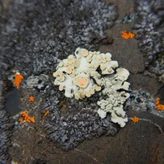 Orange Rock Posy thumbnail 3