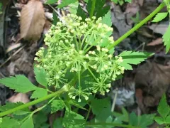 Chapman's meadow-parsnip thumbnail 1