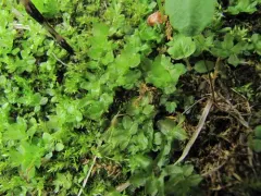 Marsh Thyme-moss thumbnail 4