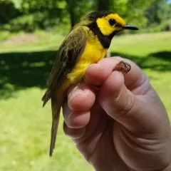 Hooded Warbler thumbnail 3