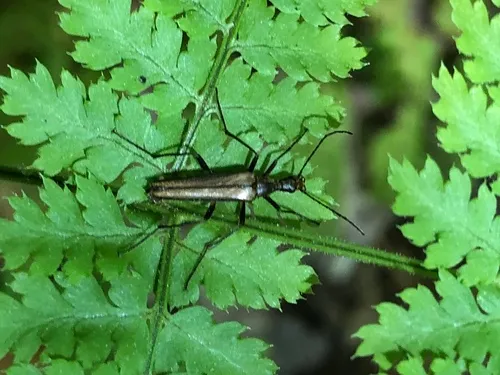 Cephaloon ungulare