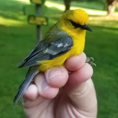 Blue-winged Warbler thumbnail 4