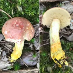 Chrome-footed Bolete thumbnail 4