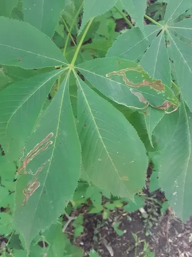 Phytomyza aesculi
