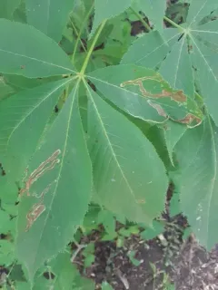 Phytomyza aesculi thumbnail 1
