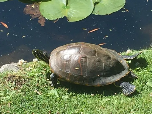 Peninsular Cooter
