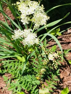 Dropwort thumbnail 2