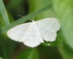 Four-lined Wave Moth thumbnail 2