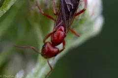 Curious Mound Ant thumbnail 3