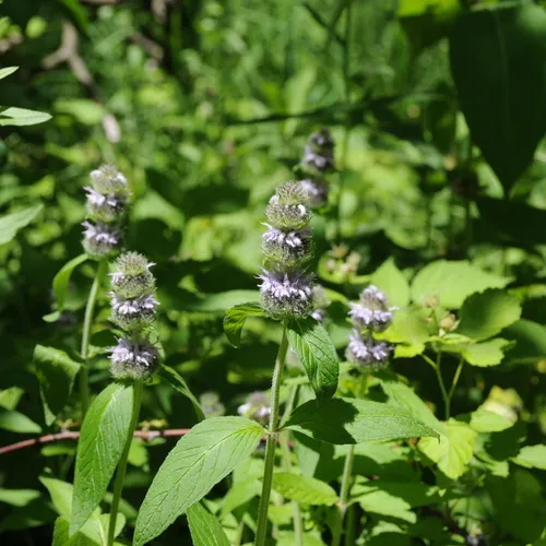 downy pagoda plant