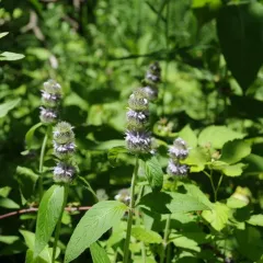 downy pagoda plant thumbnail 1