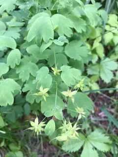 Fendler's Meadow-rue thumbnail 3