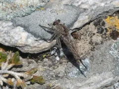 Okanagan Hammertail thumbnail 2