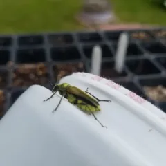 Yellow Velvet Beetle thumbnail 2