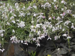 Sticky Phlox thumbnail 2