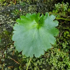 wood saxifrage thumbnail 4