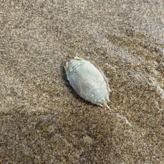 Pacific Sand Crab thumbnail 4