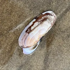 Pacific Razor Clam thumbnail 3