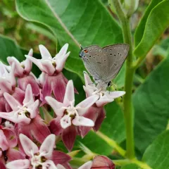 Sylvan Hairstreak thumbnail 3