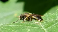 Painted Wood Fly thumbnail 4