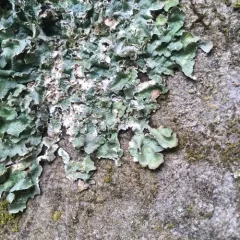 Powdered Speckled Shield Lichen thumbnail 4
